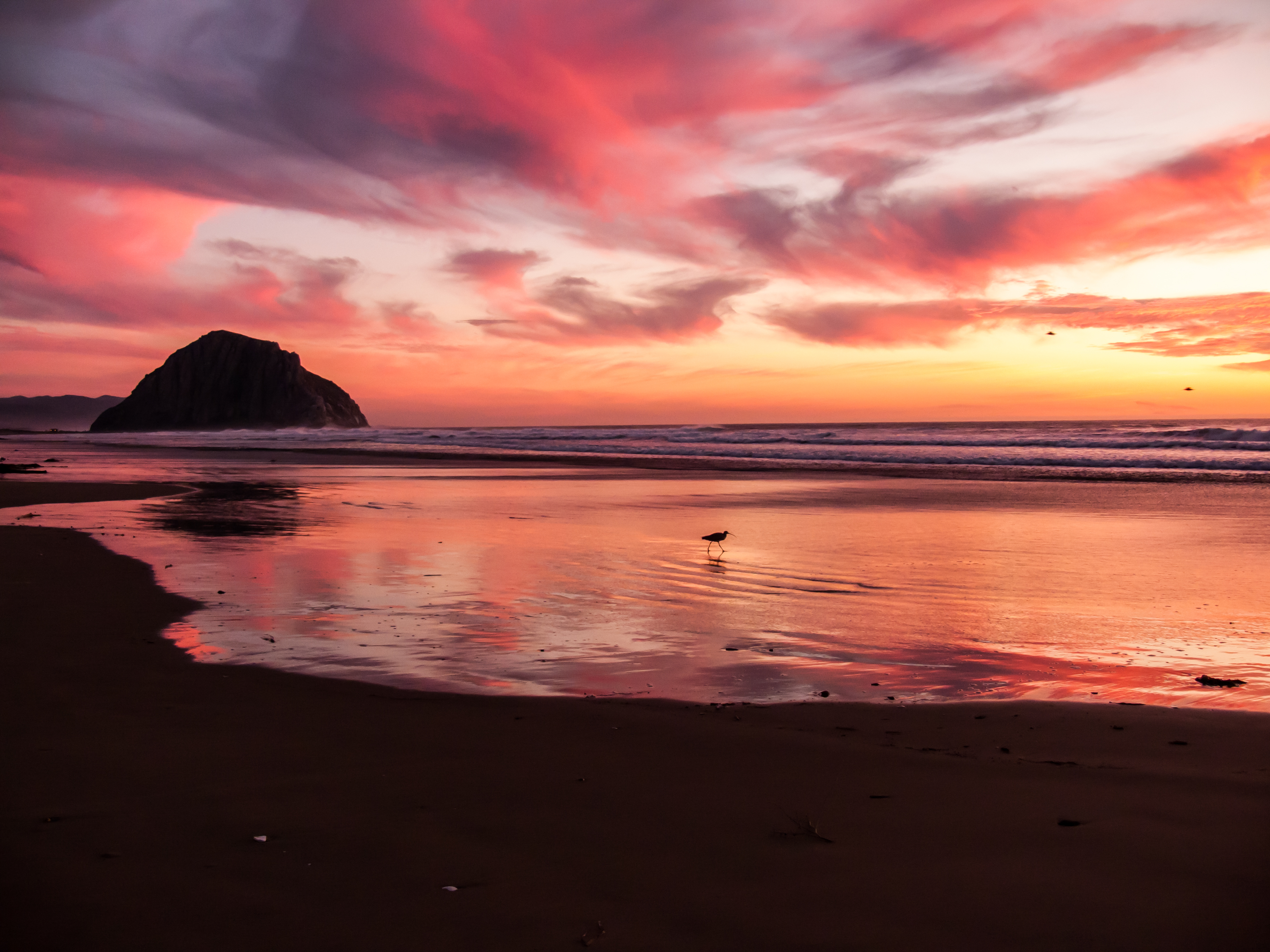 Morro Rock sunset with shorebird